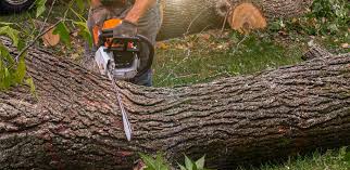 Best Artificial Turf Installation  in Graniteville, SC