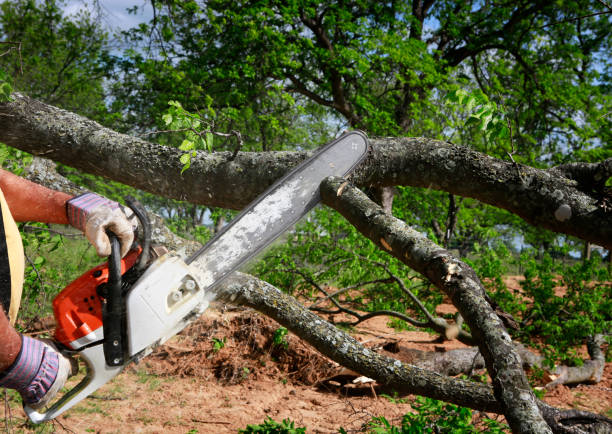 Trusted Graniteville, SC Tree Care Experts